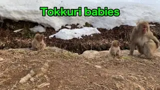 【SNOW MONKEYS 】 305 ( Tokkuri family) jigokudani onsen korakukan monkey park 地獄谷　温泉　後楽館　野猿公苑　雪猿　イノシシ