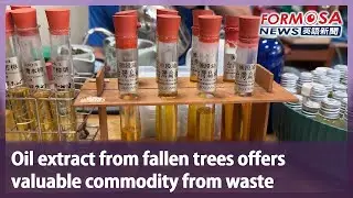 Oil extract from fallen trees offers valuable commodity from waste｜Taiwan News