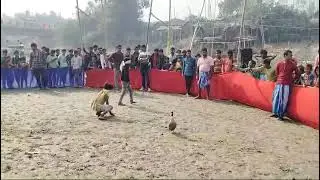 duck chasing by a man with beautiful romantic song