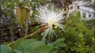 শিরিষ (Shirish) Flower !