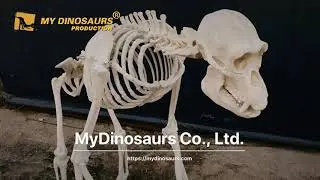 Gorilla Skeleton for Animal Museum Exhibition