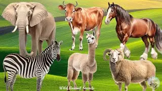 Happy Animal Farm Sounds : Sheep, Cow, Alpaca, Horse, Zebra, Elephant - Animal Paradise