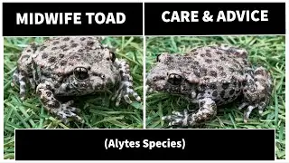 Midwife Toad (Alytes Species) Care and information by @UkAmphibians