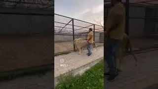big white Lion 🦁  fazy sheikh #shorts #short #shortvideo #lionslover #lioncubs #parrot #wildlife
