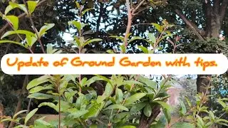 Update of Ground Garden with addition of free plants & Small Harvesting. 
