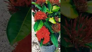 ##ixora plant##nature #tips and care##shortvideo..#@shikhakumari...❤️❤️❤️