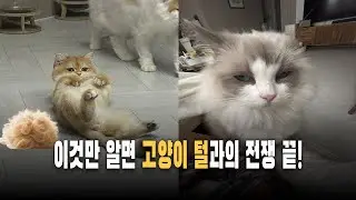 이것만 알면 고양이 털빠짐 싹 없어집니다!