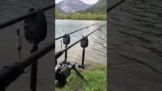 Carp run Wolf Icon Qi alarms MEGA BITE purple led