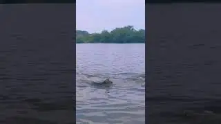 German shepherd swimming training/full video in German shepherd LUB channel