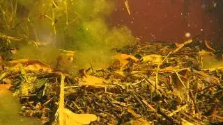 Dance of the microcrustaceans