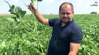 Внесение трихограммы на сое, третье поколение вредителей