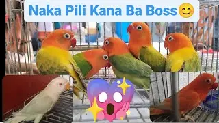 Vlog316 Aqua B2 Opaline Pale Fallow😱😱🦜🦜Lutino Red Factor😱🦜😱🦜😱🦜Green Opaline Euwing Split Ino😱😱😱❤️&zwj;🔥