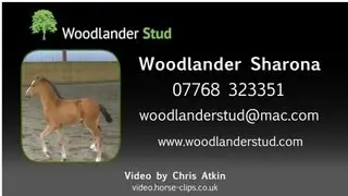 Foal For Sale: Woodlander Sharona Bay Filly, to make 16.1hh 2013