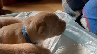 Jandrell Puppies Week 1