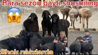 Qõzi sezon qayti arzon narxlarda bõmba egizlariyam bor shoshiling