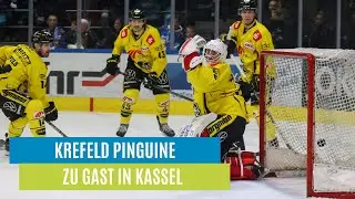 Krefeld Pinguine zu Gast in Kassel | WZ Sport