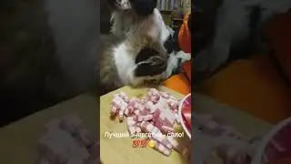 Тайное оружие...))) #como #собака #животныешляйх #дуэт #like #прикол #funnymemes #юмор