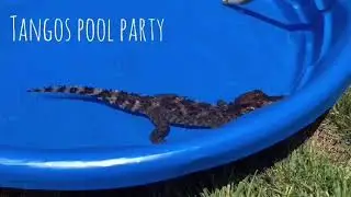 Caiman pool party