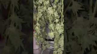 Harvest my super skunk