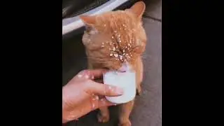 Precious Cat 😸🥰 Cute Cat Video 😸
