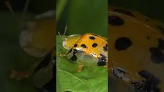 Aspidimorpha miliaris, asian spotted tortoise beetle