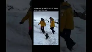 The penguin waited for them to move #foryou #trending #viral #shorts #youtubeshorts