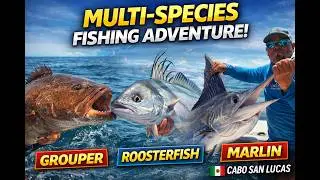 Epic Multi-Species Fishing Adventure in Cabo: Grouper, Roosterfish, and Striped Marlin Action!