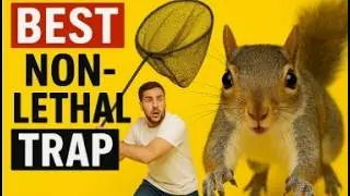The Best Homemade Non-Lethal Squirrel Trap: Easy to Set Up!