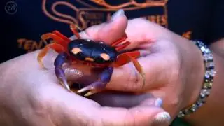 What Is A Halloween Moon Crab?
