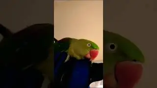 #comedy #funny #tweety #parrot #birds #talkingparot #tota #greenparrot #parrotlover #funnyparrot