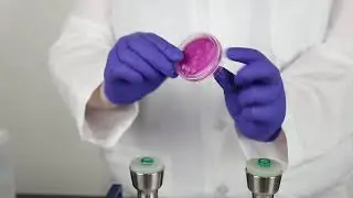 NEOGEN&reg; Filters and Ampoule Media | Test Procedures