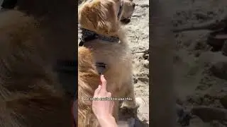#shedding #goldenretriever #youtubeshorts #shorts #dogshorts