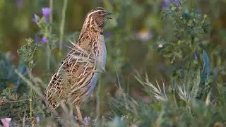 Quail Calls: The Secret Language of Mating Season