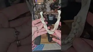 Video #10 Products from Altar Collective. TW animal bones. #witchtok #witchlife #witchcraft #witch