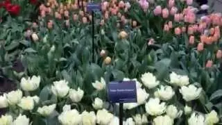 Indoor Tulip Exhibition - Keukenhof 2014 - Tulips in Holland