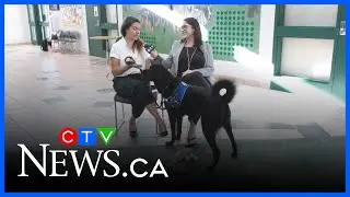 Adoption process at Animal Services