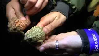 Toad population surveys