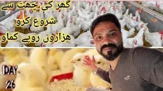 Poultry Farm Business Plan in Pakistan