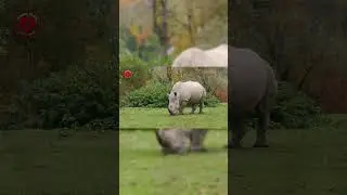 Real Rhino Sounds | High Quality | Interesting Rhino Sound Experience! | 4K #shorts