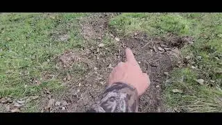Signs of deer