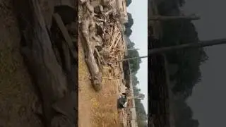 wood smuggling from five years in ganganagar