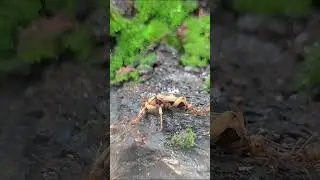 🥶😱 Farts100&deg;C. Farting bugs 