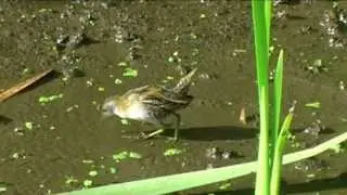 New Zealand Birds Marsh (Baillon's) Crake feeding in wetland