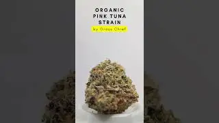 Dense Organic Pink Tuna Strain by Grass Chief