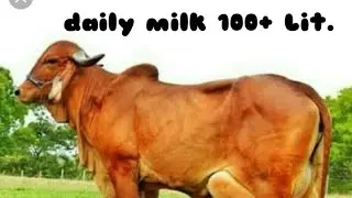 Gir cow in brazil - daily milk production 100 lit.