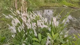 Unbillable Nature slow motion video