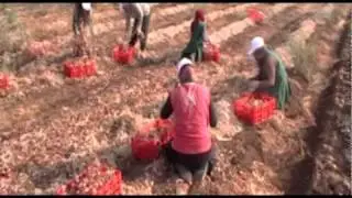 Leket Israel -Onions Picking at Moshav Adirim