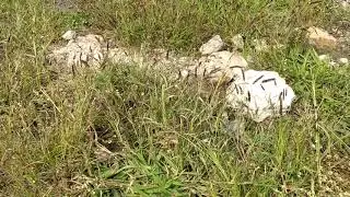 Grass cover (Cenchrus Ciliaris & Cenchrus Setigerus) is the 1st step of Ecological restoration