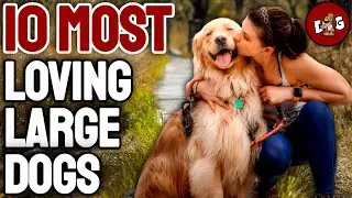 10 Most Affectionate Loving Large Dog Breeds