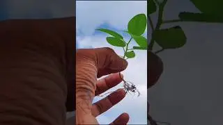seeds are important not fruits, fruits is only covering #fact #sciecne #physics #biology #chemistry